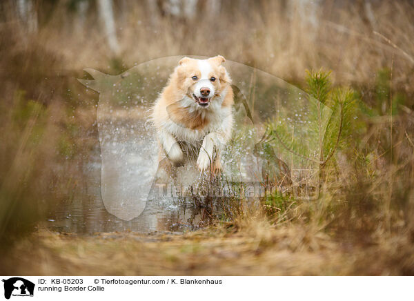 rennender Border Collie / running Border Collie / KB-05203