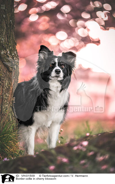 Border Collie in der Kirschblte / Border collie in cherry blossom / VH-01509