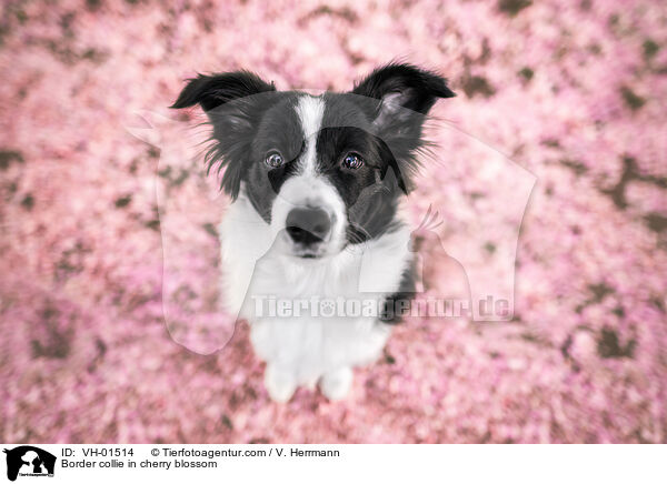 Border Collie in der Kirschblte / Border collie in cherry blossom / VH-01514