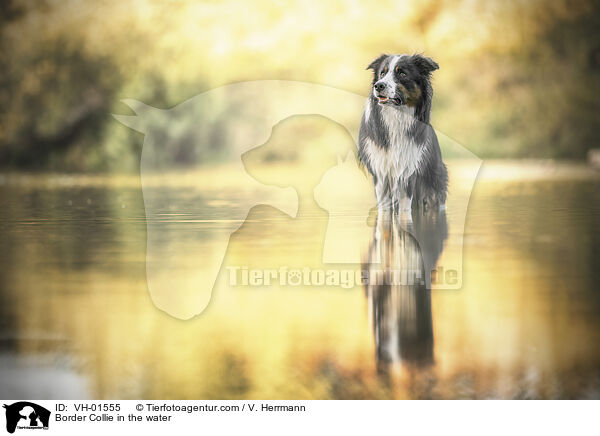 Border Collie im Wasser / Border Collie in the water / VH-01555