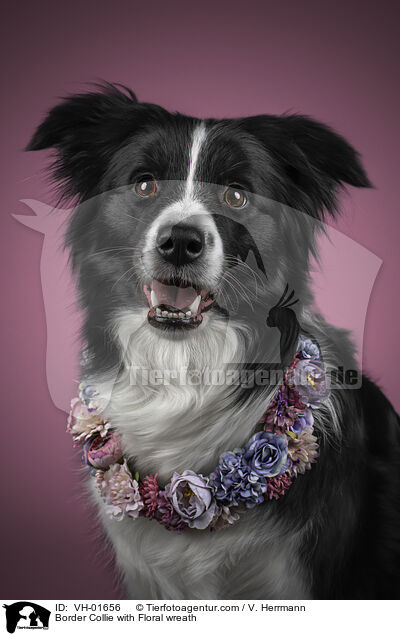 Border Collie mit Blumenkranz / Border Collie with Floral wreath / VH-01656