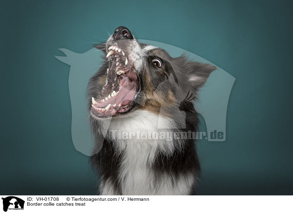 Border Collie fngt Leckerli / Border collie catches treat / VH-01708