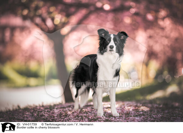 Border Collie in der Kirschblte / Border collie in cherry blossom / VH-01759