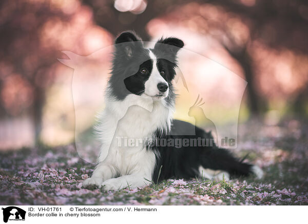 Border Collie in der Kirschblte / Border collie in cherry blossom / VH-01761