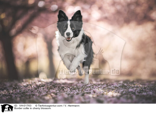 Border Collie in der Kirschblte / Border collie in cherry blossom / VH-01763