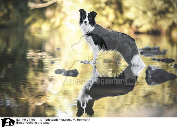 Border Collie im Wasser / Border Collie in the water / VH-01765