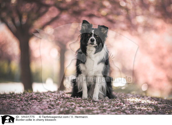 Border collie in cherry blossom / VH-01775