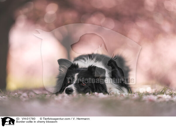 Border Collie in der Kirschblte / Border collie in cherry blossom / VH-01780