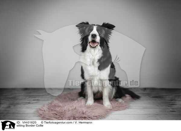 sitzender Border Collie / sitting Border Collie / VH-01820