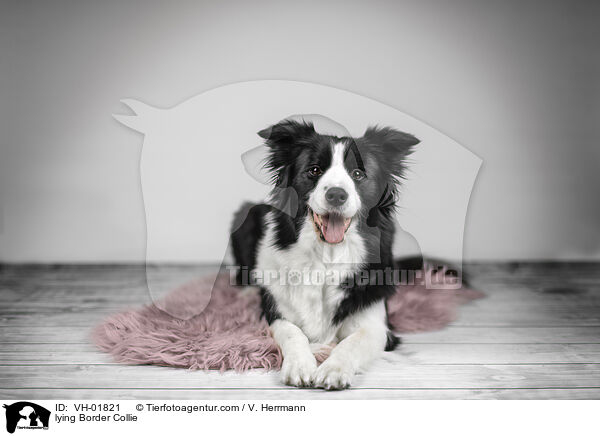 liegender Border Collie / lying Border Collie / VH-01821