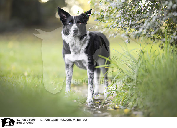 Border Collie / Border Collie / AE-01569