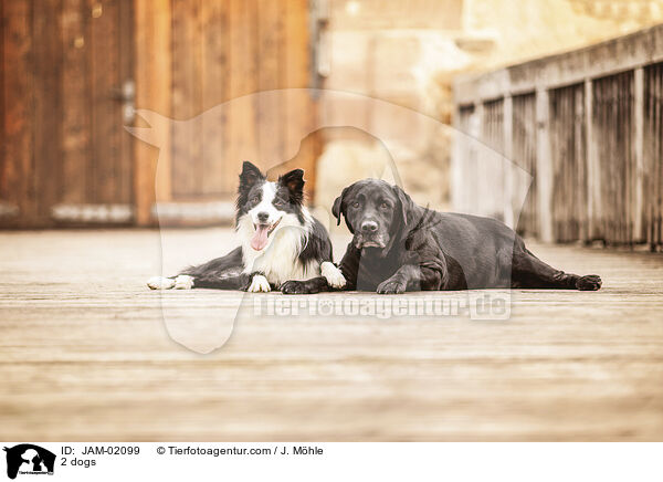 2 Hunde / 2 dogs / JAM-02099