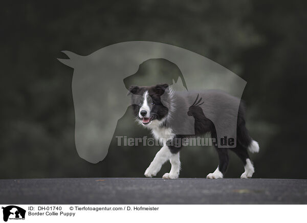 Border Collie Welpe / Border Collie Puppy / DH-01740