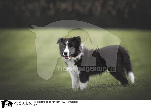 Border Collie Welpe / Border Collie Puppy / DH-01742