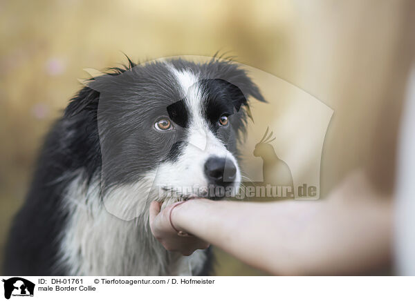 Border Collie Rde / male Border Collie / DH-01761