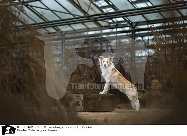 Border Collie im Gewchshaus / Border Collie in greenhouse / JEB-01602