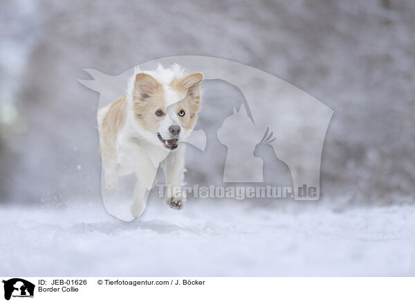 Border Collie / Border Collie / JEB-01626