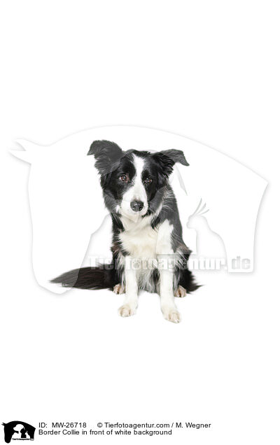 Border Collie vor weiem Hintergrund / Border Collie in front of white background / MW-26718