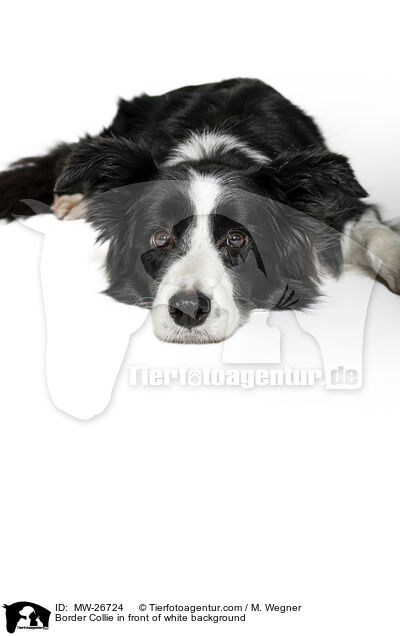 Border Collie vor weiem Hintergrund / Border Collie in front of white background / MW-26724