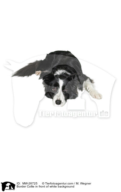 Border Collie vor weiem Hintergrund / Border Collie in front of white background / MW-26725