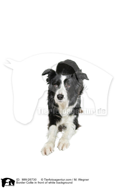 Border Collie vor weiem Hintergrund / Border Collie in front of white background / MW-26730