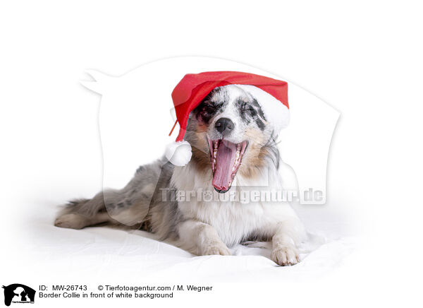 Border Collie vor weiem Hintergrund / Border Collie in front of white background / MW-26743