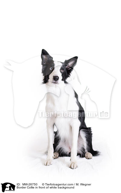 Border Collie vor weiem Hintergrund / Border Collie in front of white background / MW-26750