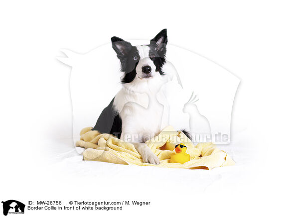 Border Collie vor weiem Hintergrund / Border Collie in front of white background / MW-26756