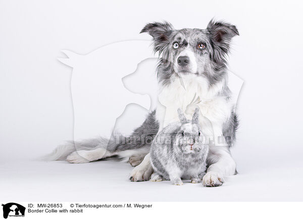 Border Collie with rabbit / MW-26853