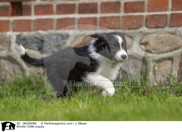 Border Collie Welpe / Border Collie puppy / JM-08089