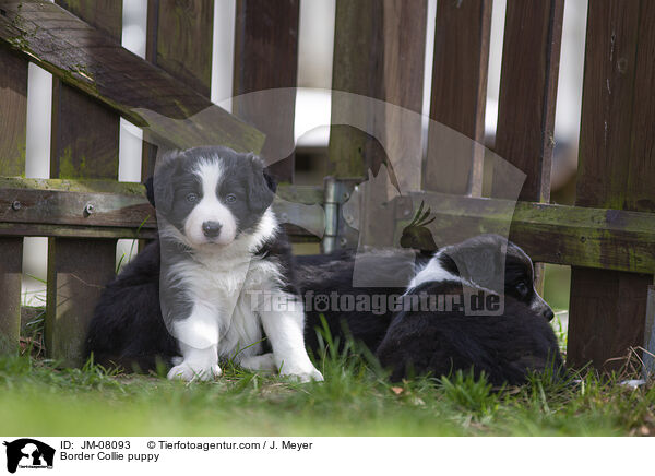 Border Collie Welpe / Border Collie puppy / JM-08093