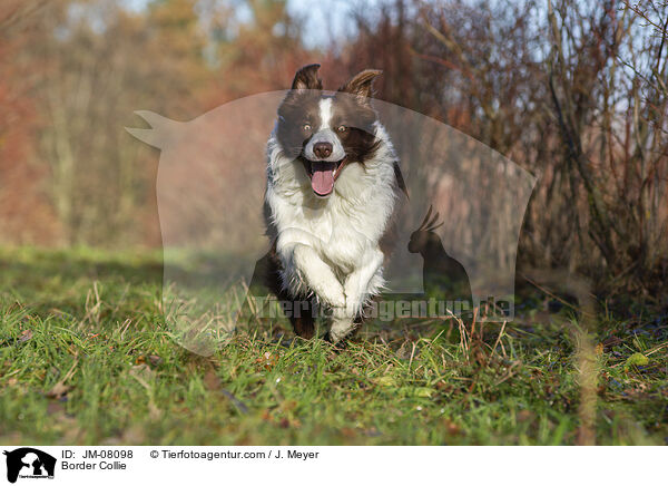 Border Collie / Border Collie / JM-08098