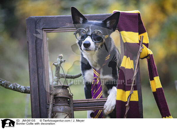 Border Collie mit Deko / Border Collie with decoration / JM-08105