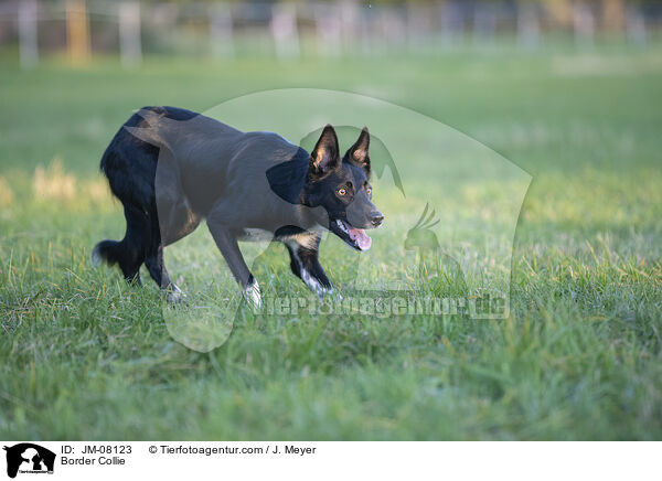 Border Collie / Border Collie / JM-08123