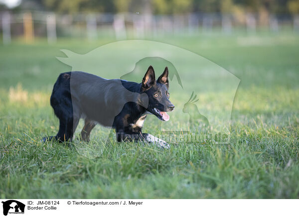 Border Collie / Border Collie / JM-08124