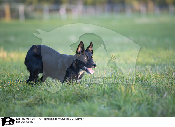 Border Collie / Border Collie / JM-08125