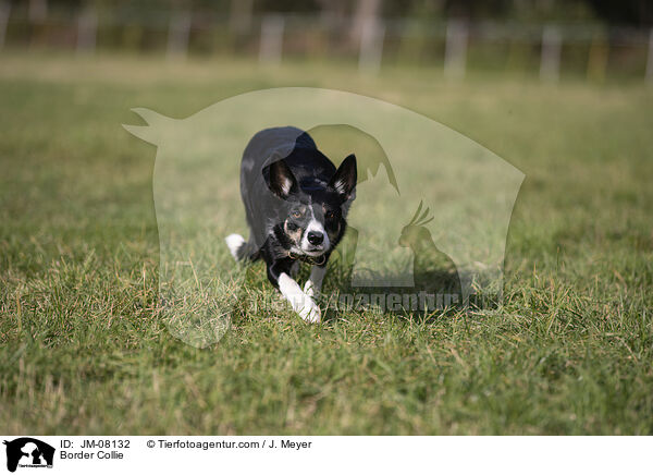 Border Collie / Border Collie / JM-08132