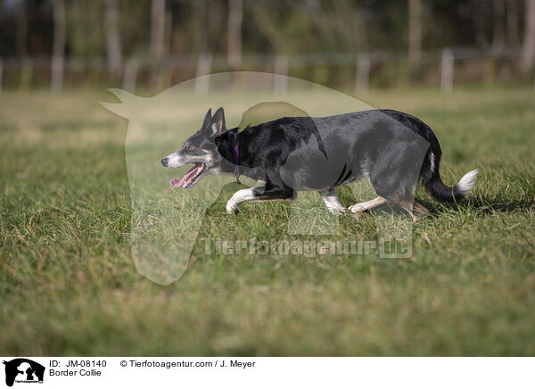 Border Collie / Border Collie / JM-08140