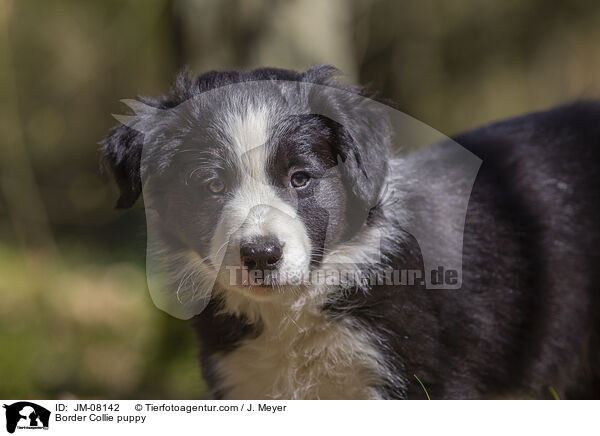 Border Collie Welpe / Border Collie puppy / JM-08142