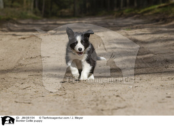 Border Collie Welpe / Border Collie puppy / JM-08154