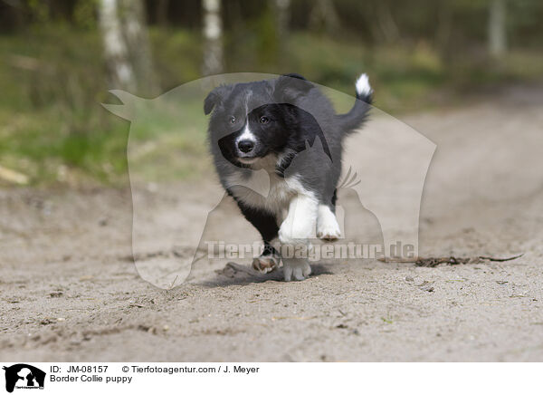 Border Collie Welpe / Border Collie puppy / JM-08157