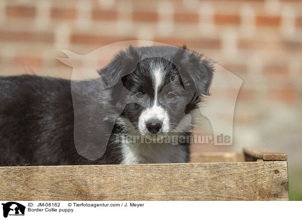 Border Collie Welpe / Border Collie puppy / JM-08162