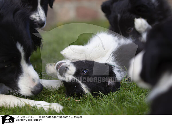 Border Collie Welpe / Border Collie puppy / JM-08169