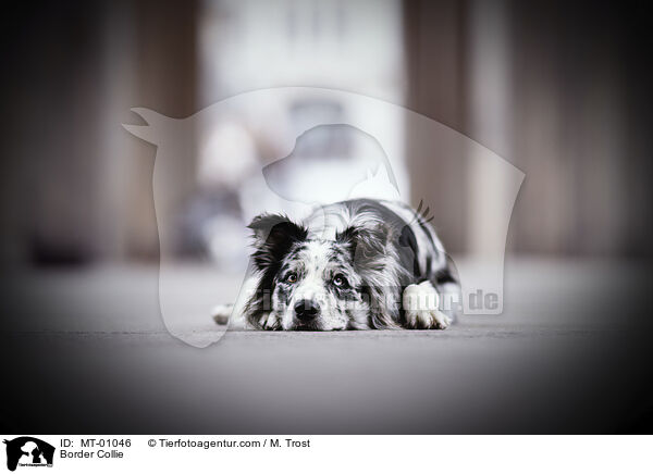 Border Collie / Border Collie / MT-01046