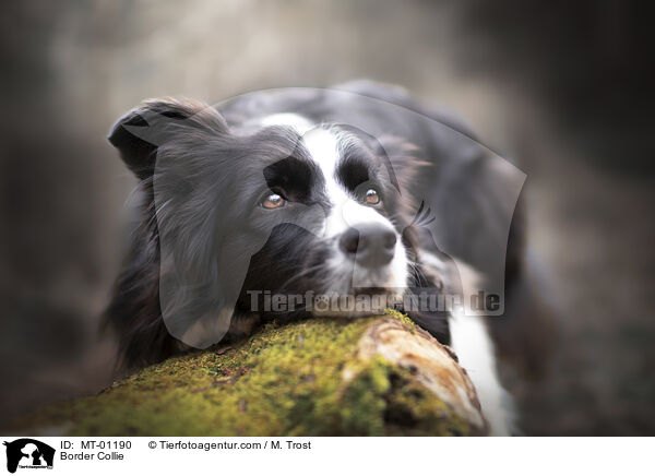 Border Collie / Border Collie / MT-01190