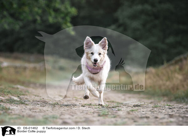 Border Collie Welpe / Border Collie puppy / DS-01462