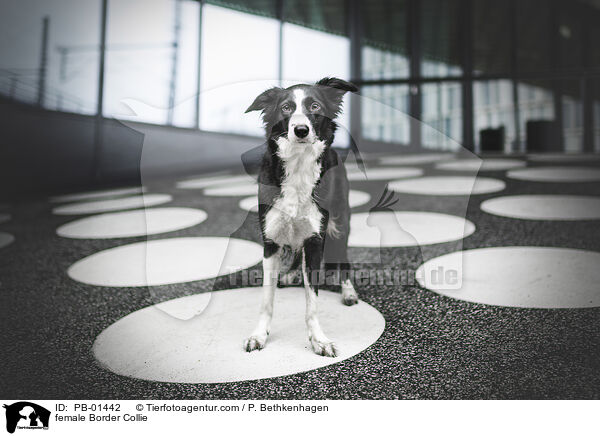 Border Collie Hndin / female Border Collie / PB-01442