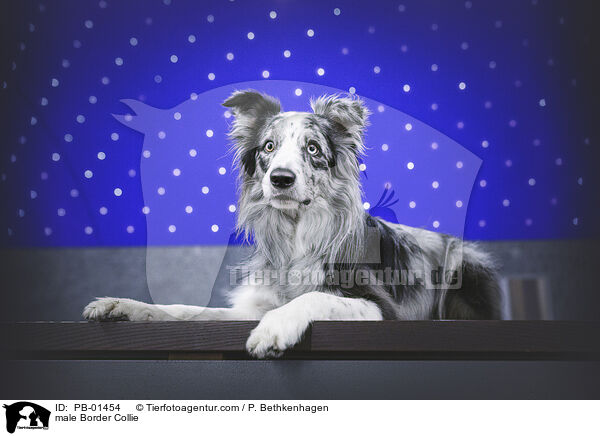 Border Collie Rde / male Border Collie / PB-01454