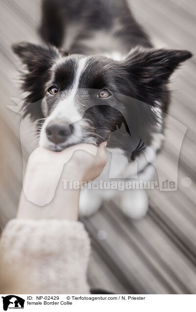 Border Collie Hndin / female Border Collie / NP-02429