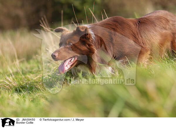 Border Collie / Border Collie / JM-09450